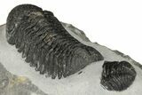 Detailed Morocops Trilobite Fossil - Morocco #204301-2